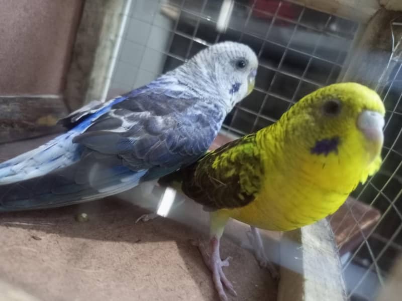 black wing breader pair 2