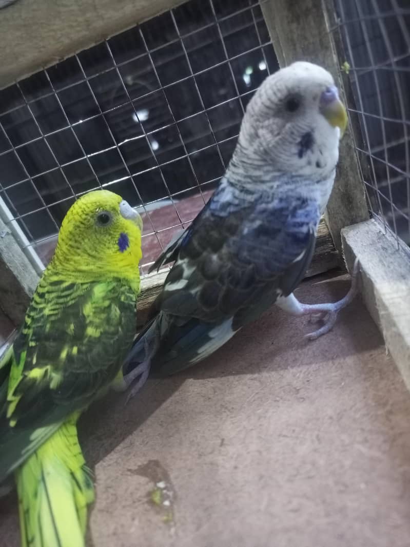 black wing breader pair 3