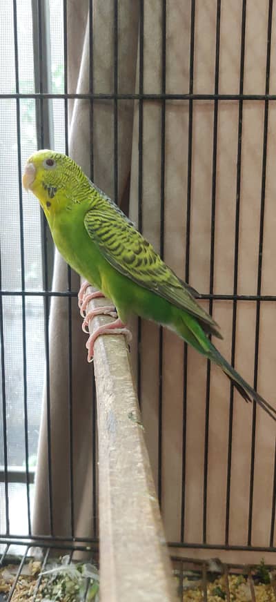 Dunfellow breeder pair