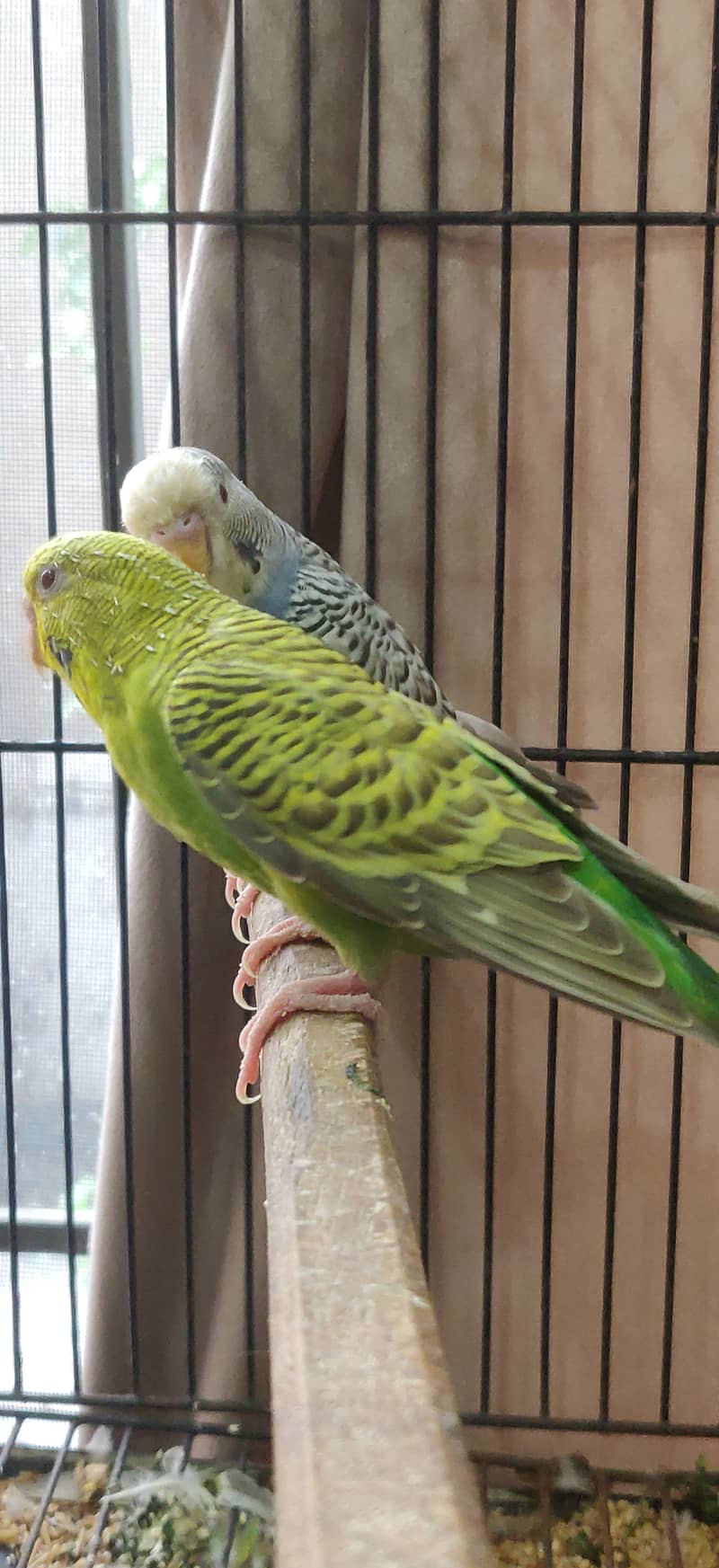 Dunfellow breeder pair 1
