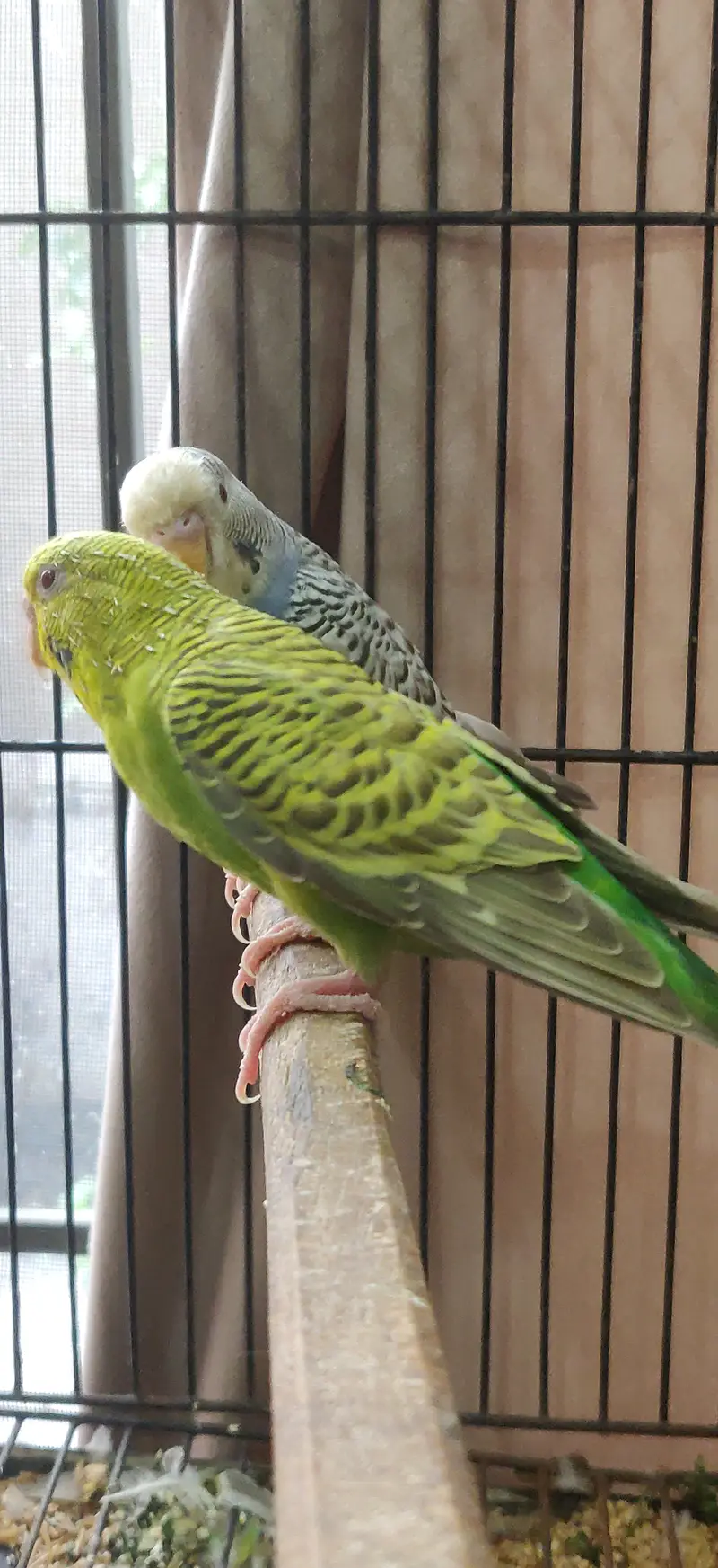 Dunfellow breeder pair — photo 2