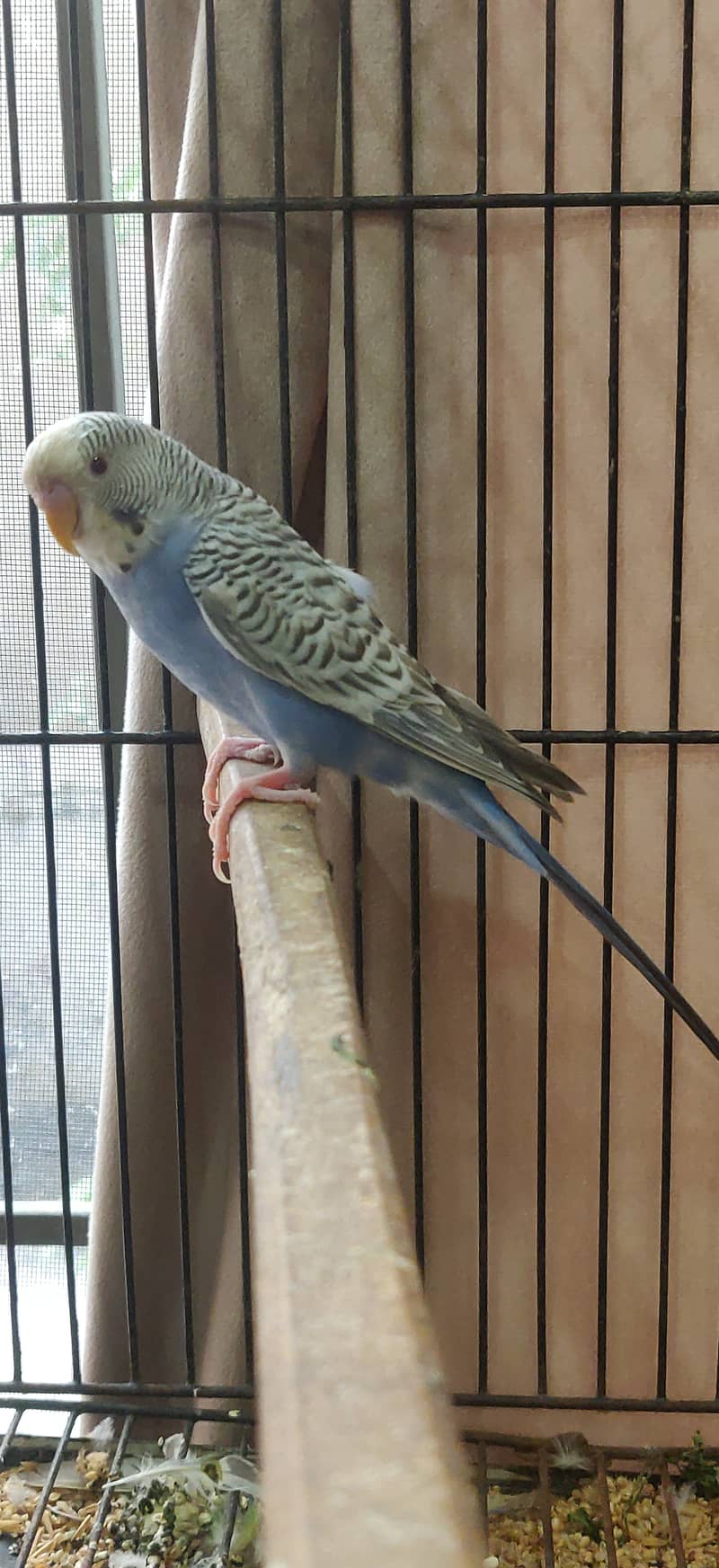 Dunfellow breeder pair 2