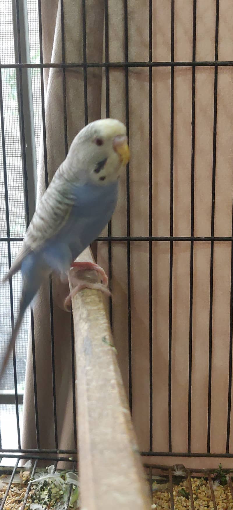 Dunfellow breeder pair 3