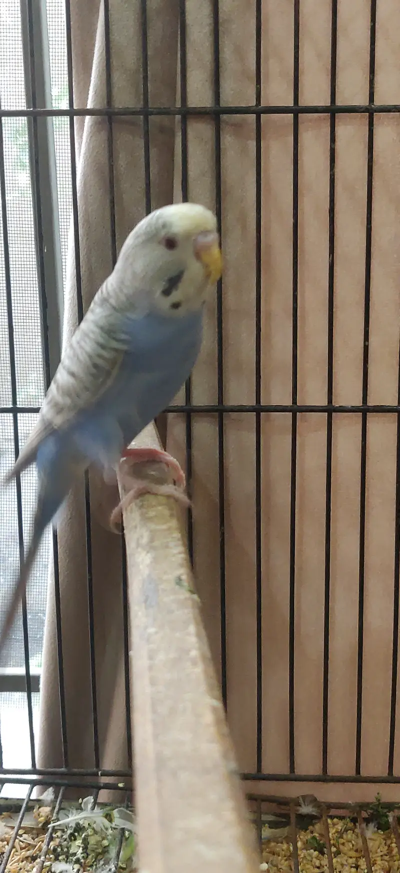 Dunfellow breeder pair — photo 4