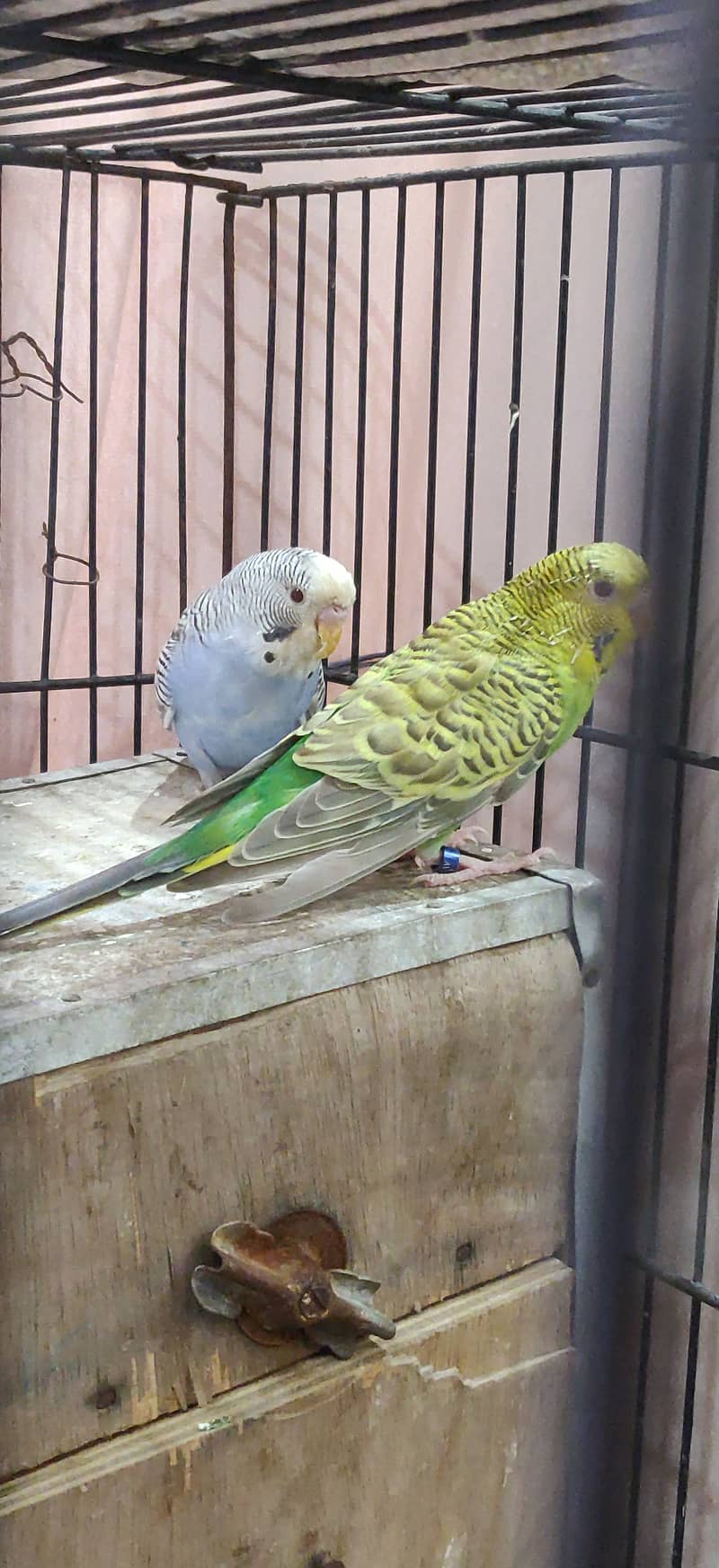 Dunfellow breeder pair 4