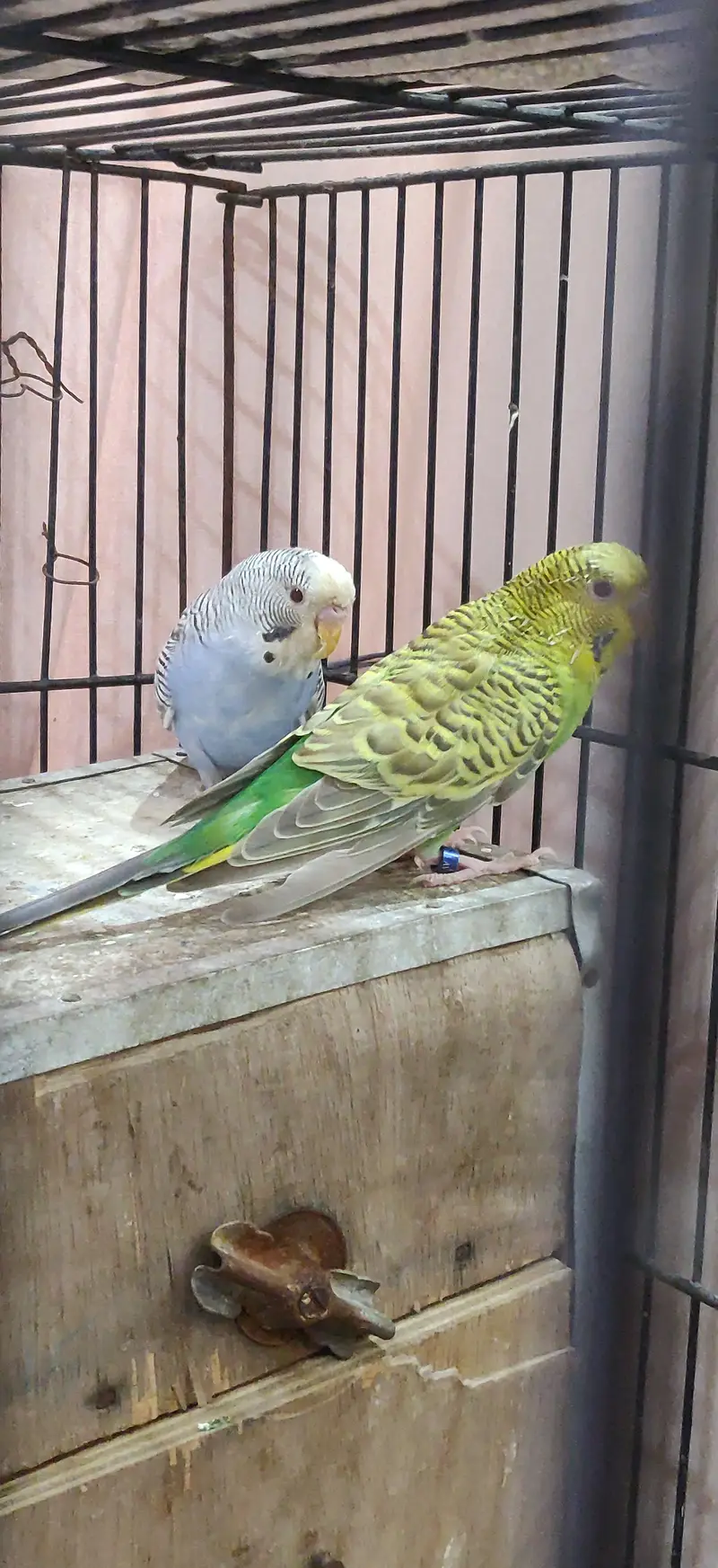 Dunfellow breeder pair — photo 5