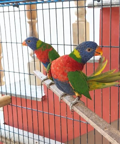 Swainson lory breeder pair