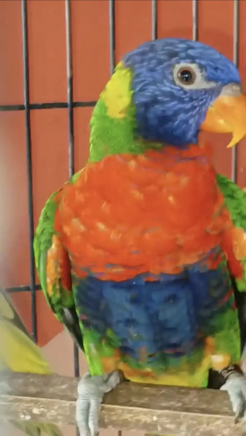 Swainson lory breeder pair — photo 2