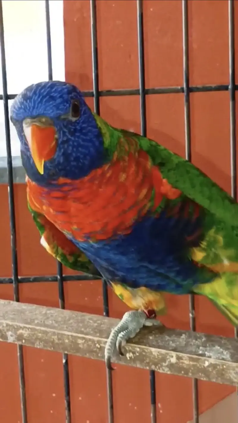 Swainson lory breeder pair — photo 3