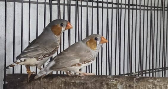 mutation finch