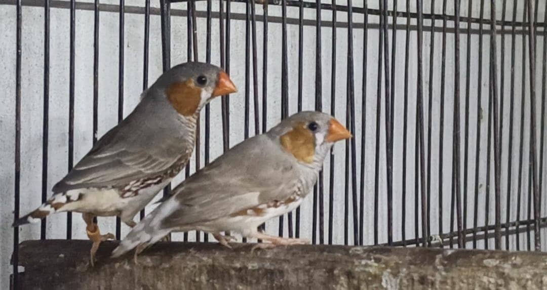 mutation finch 0