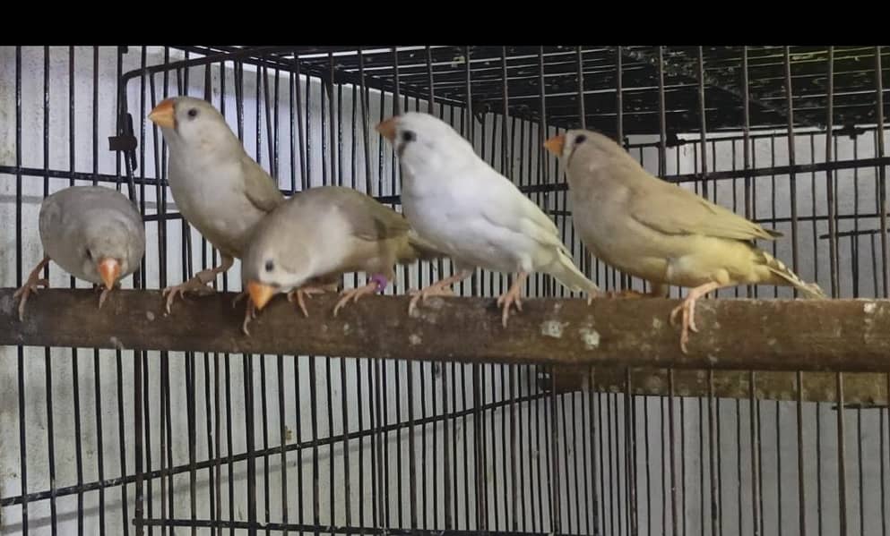 mutation finch 1