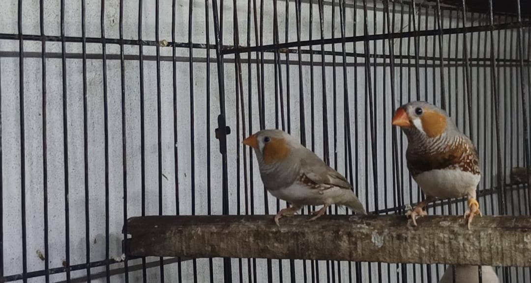 mutation finch 2