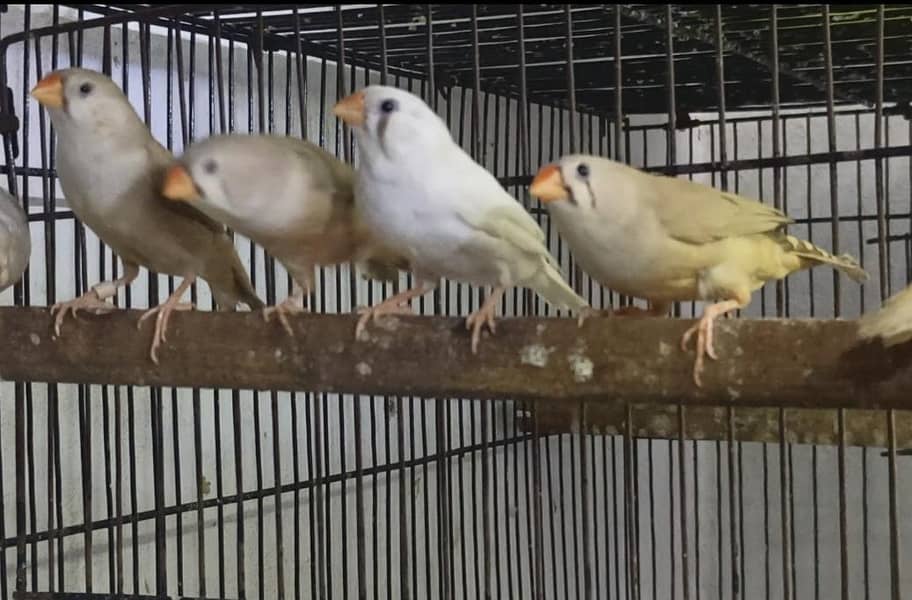mutation finch 3