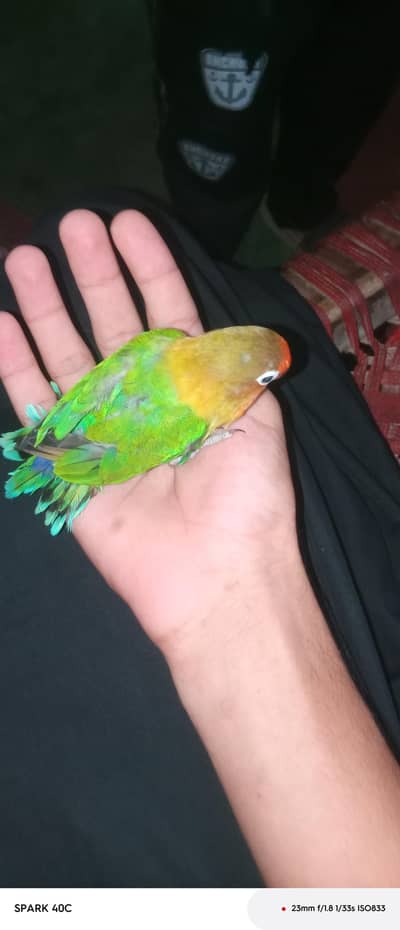 3 pieces of love birds