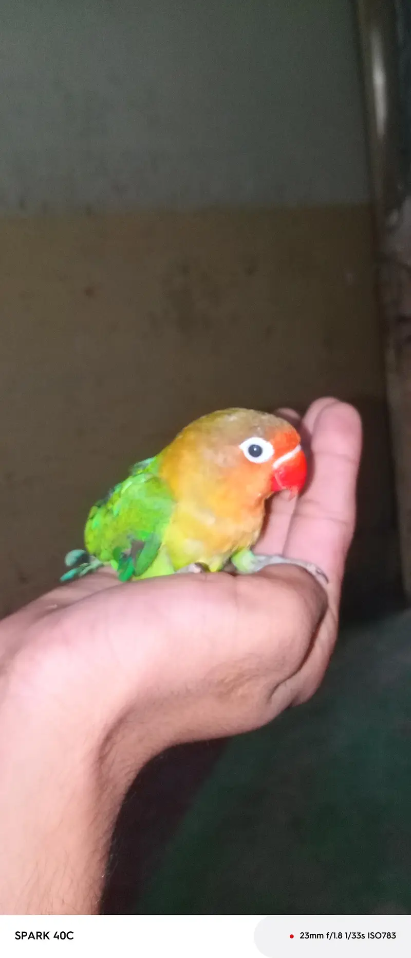 3 pieces of love birds — photo 2