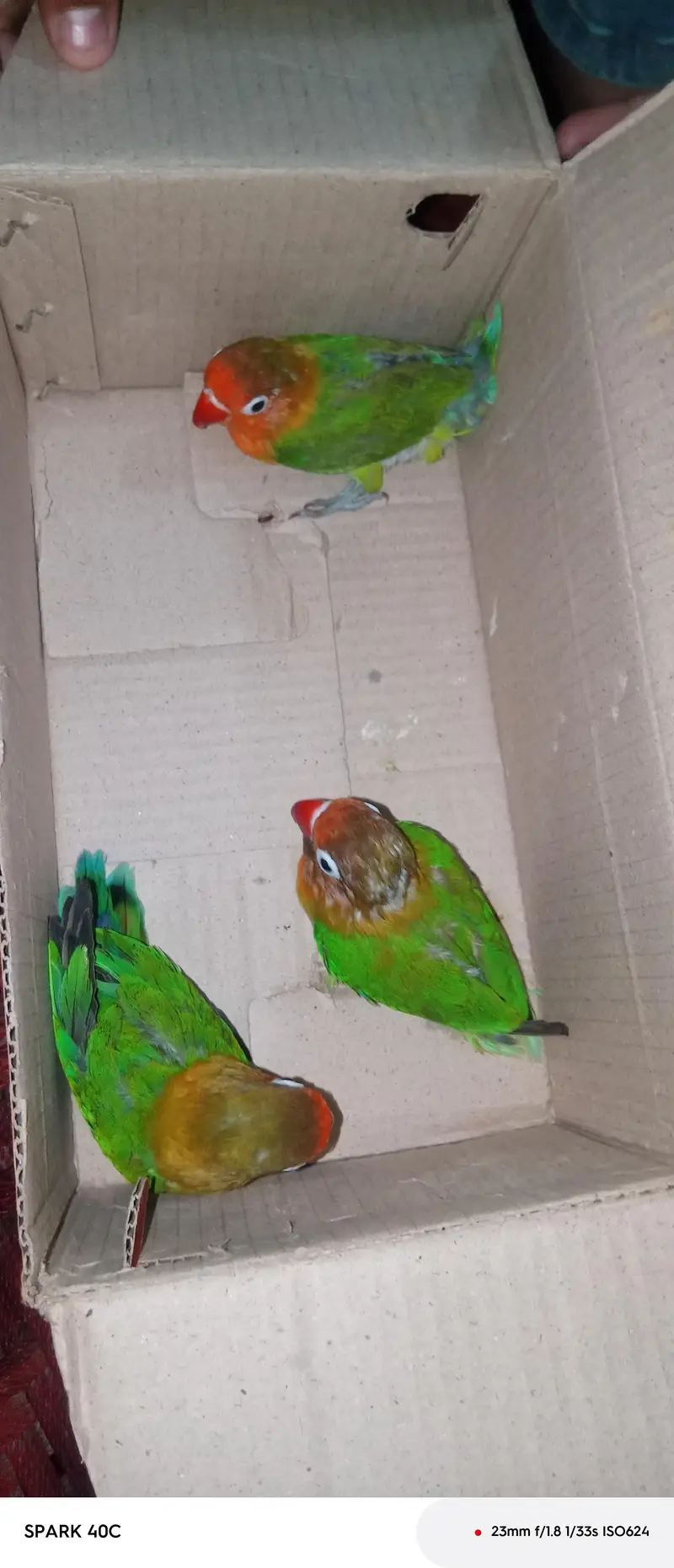3 pieces of love birds — photo 3