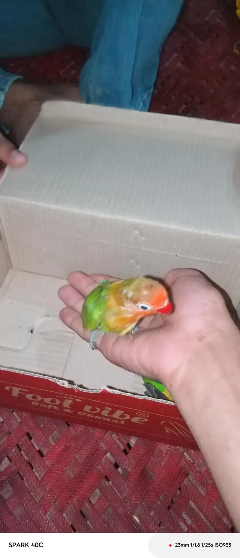 3 pieces of love birds — photo 4