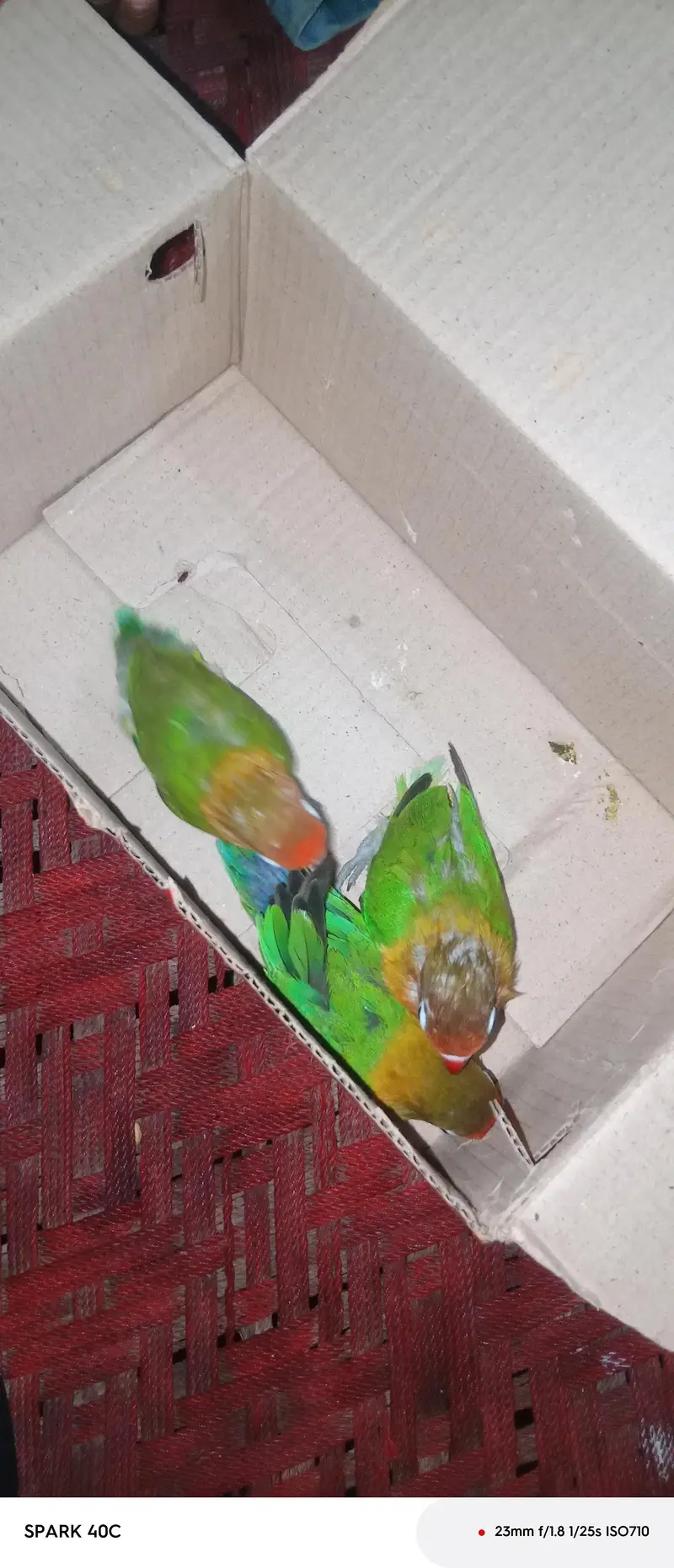 3 pieces of love birds — photo 5
