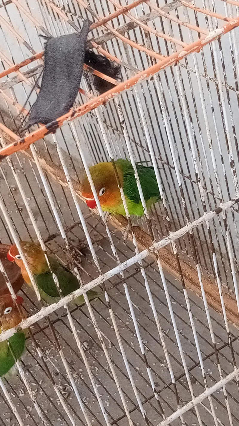 3 pieces of love birds — photo 6