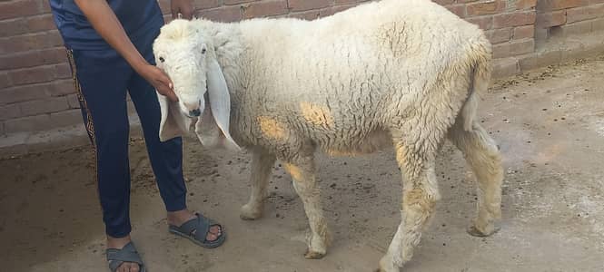 Kajly chatry or Bakra for Sale