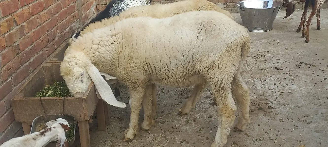 Kajly chatry or Bakra for Sale — photo 2