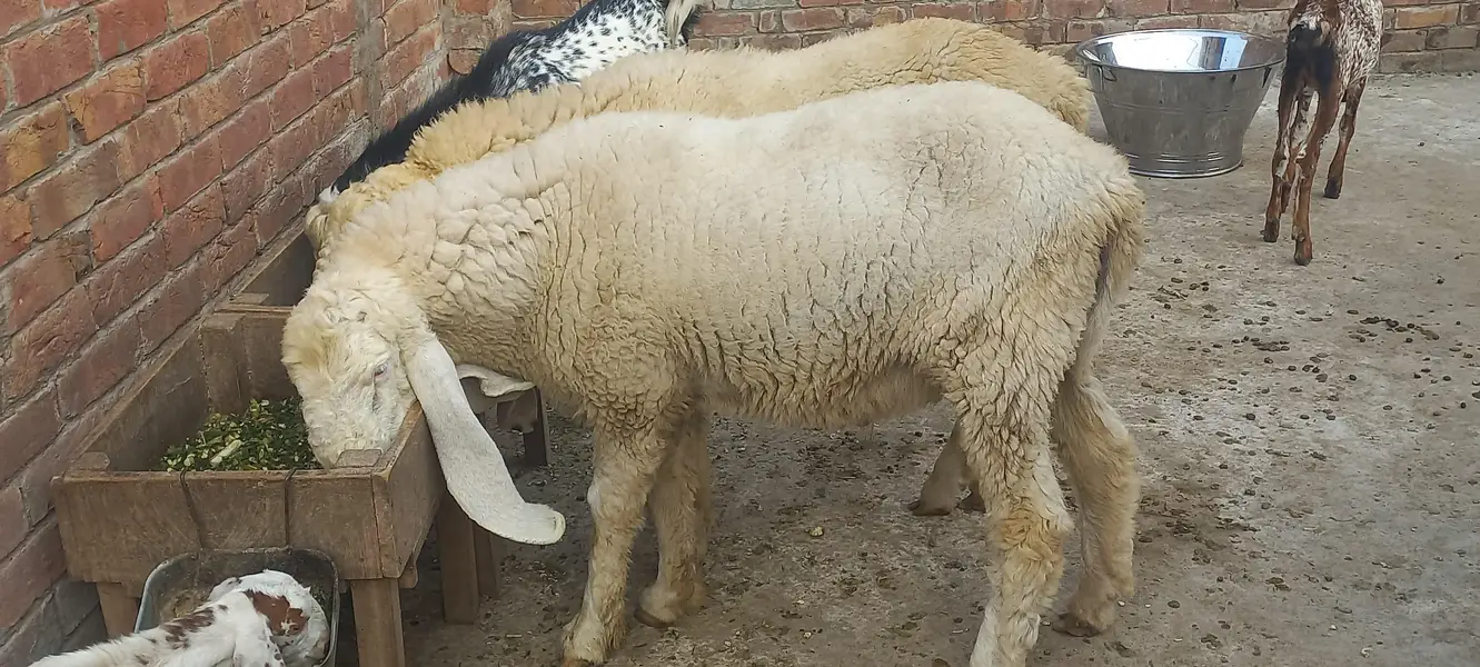 Kajly chatry or Bakra for Sale — photo 3