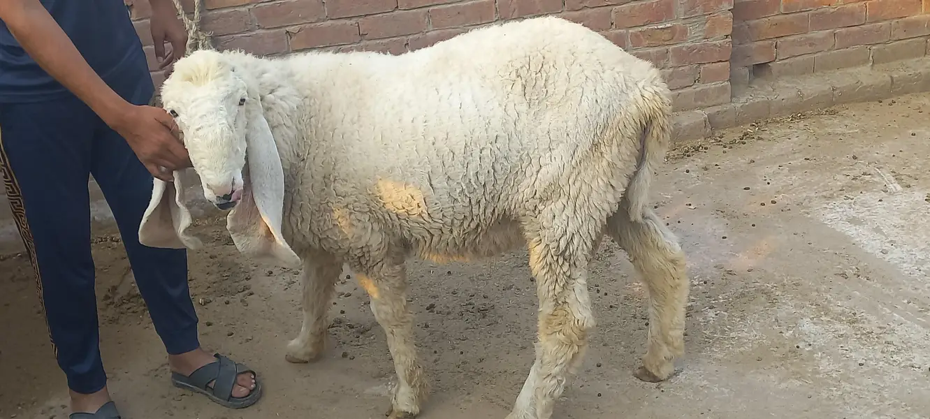 Kajly chatry or Bakra for Sale — photo 4