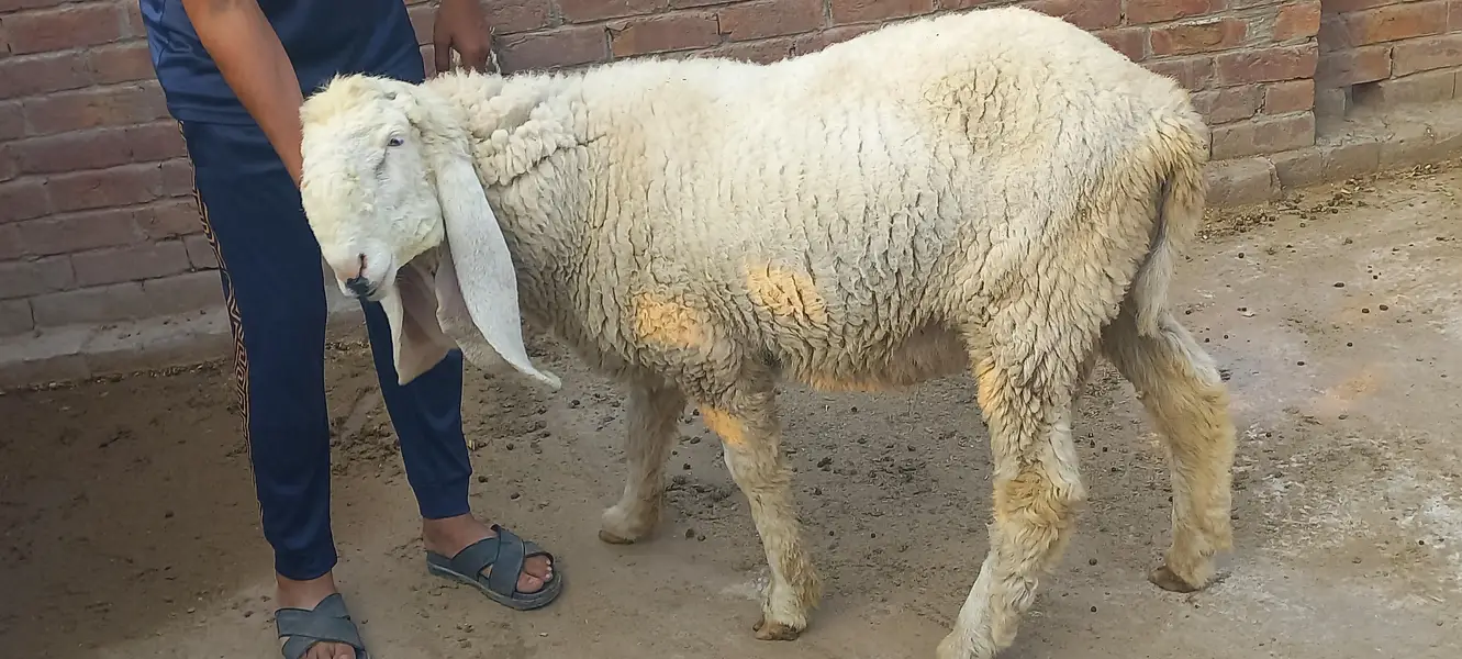 Kajly chatry or Bakra for Sale — photo 5