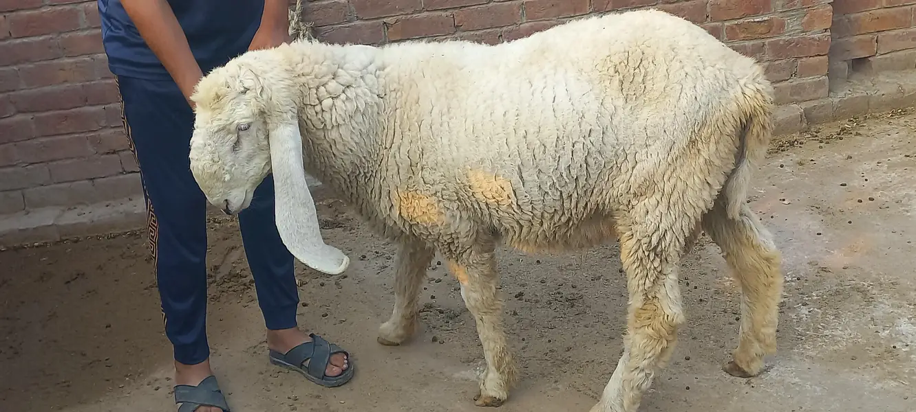 Kajly chatry or Bakra for Sale — photo 6