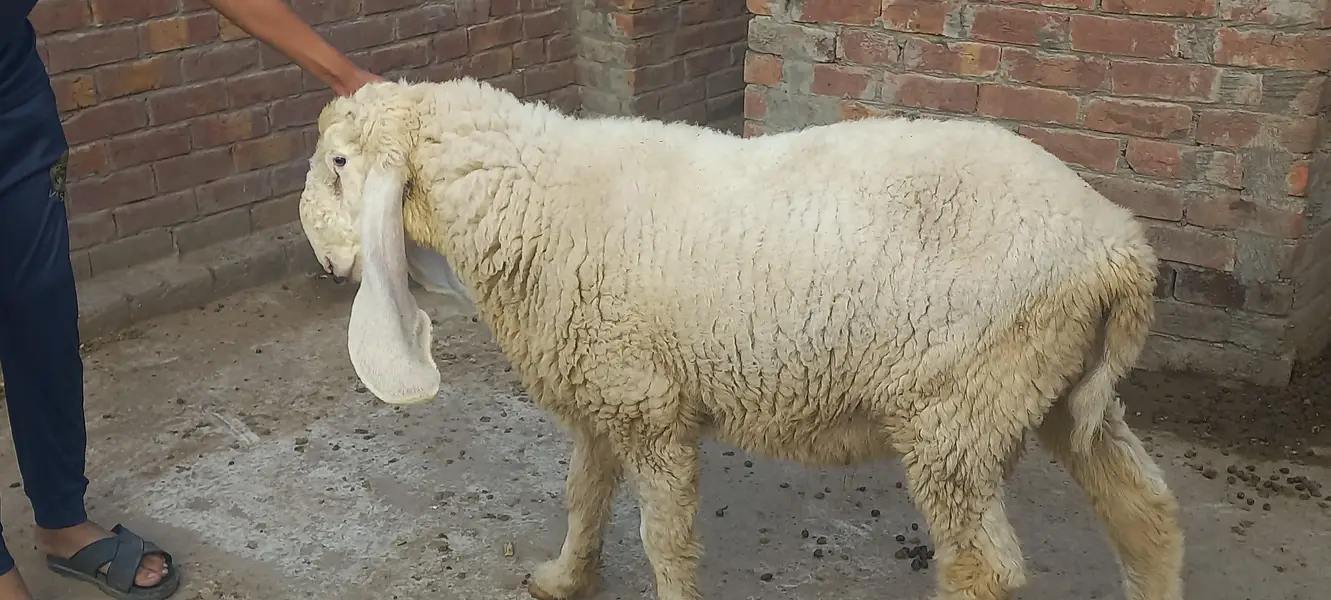 Kajly chatry or Bakra for Sale — photo 7