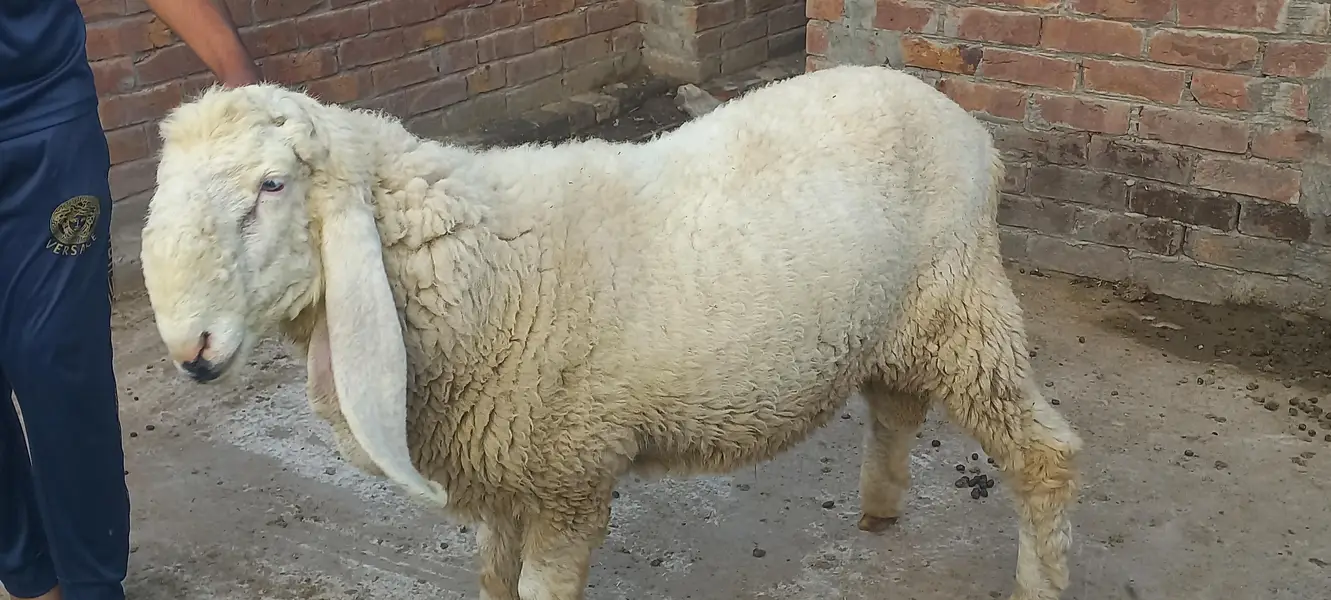 Kajly chatry or Bakra for Sale — photo 8
