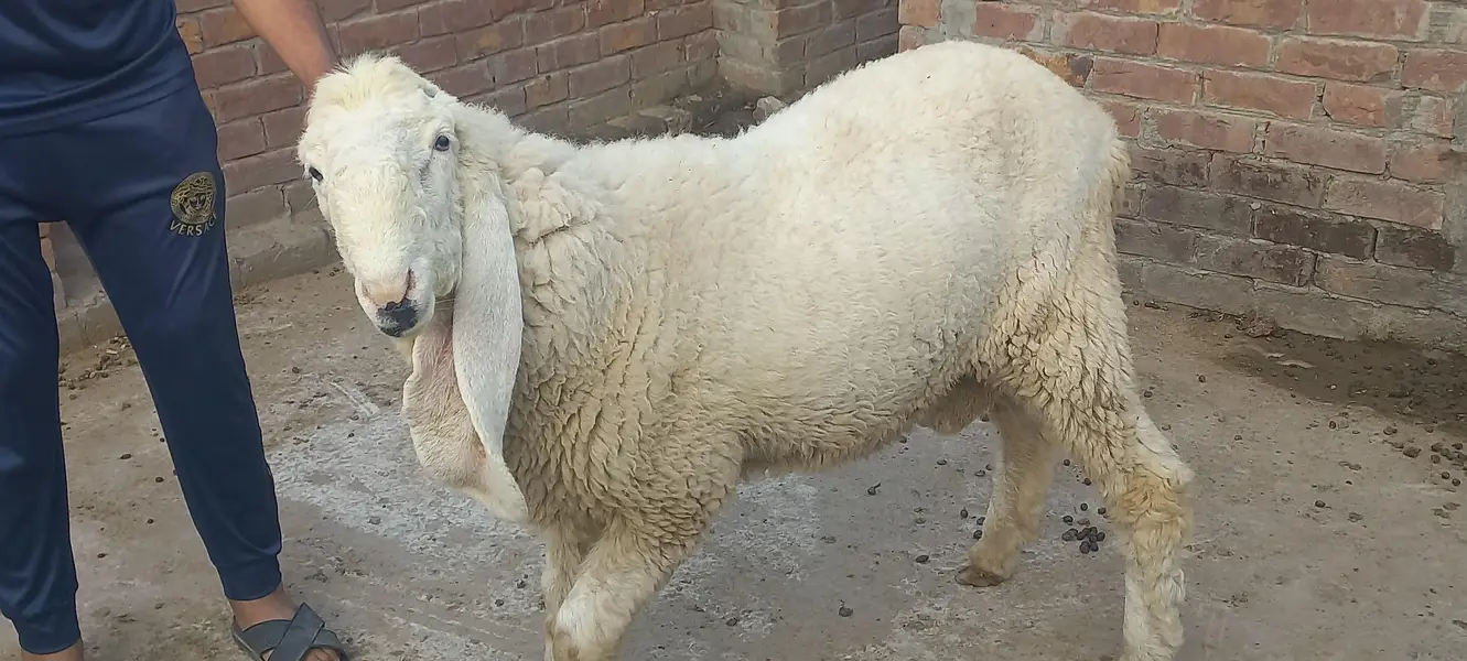 Kajly chatry or Bakra for Sale — photo 9
