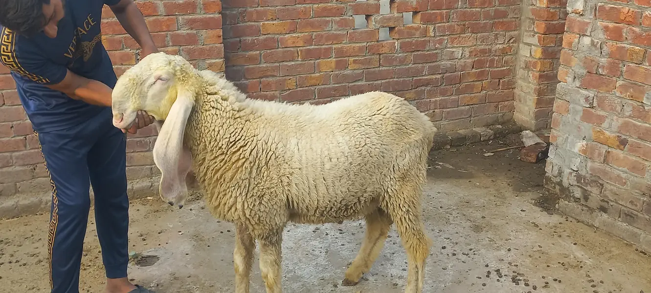 Kajly chatry or Bakra for Sale — photo 10