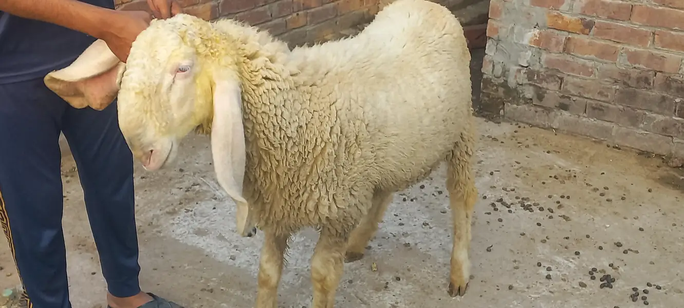 Kajly chatry or Bakra for Sale — photo 12