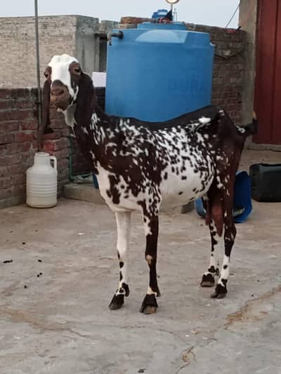 bakri