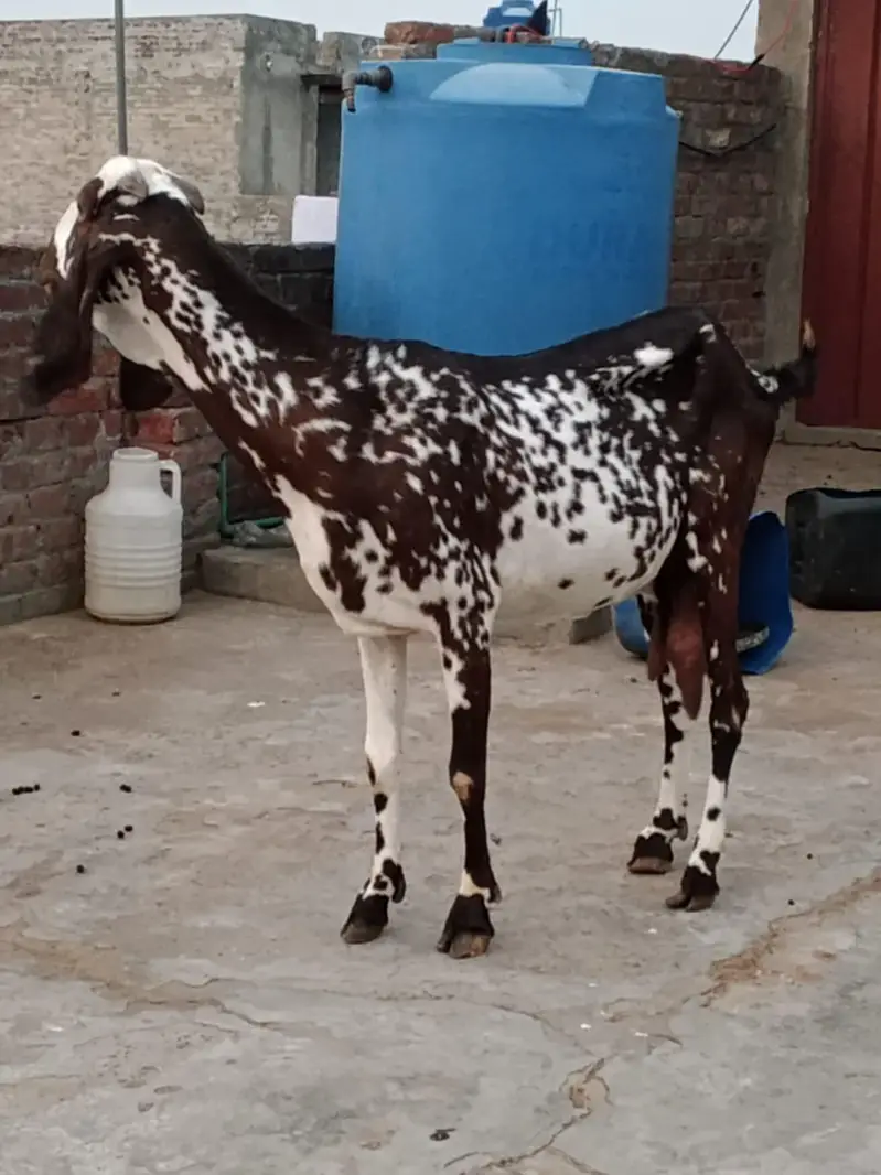 bakri — photo 2