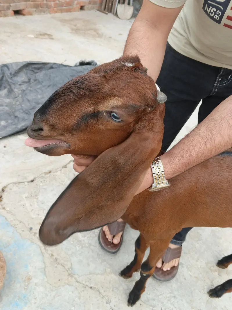 bakri — photo 3