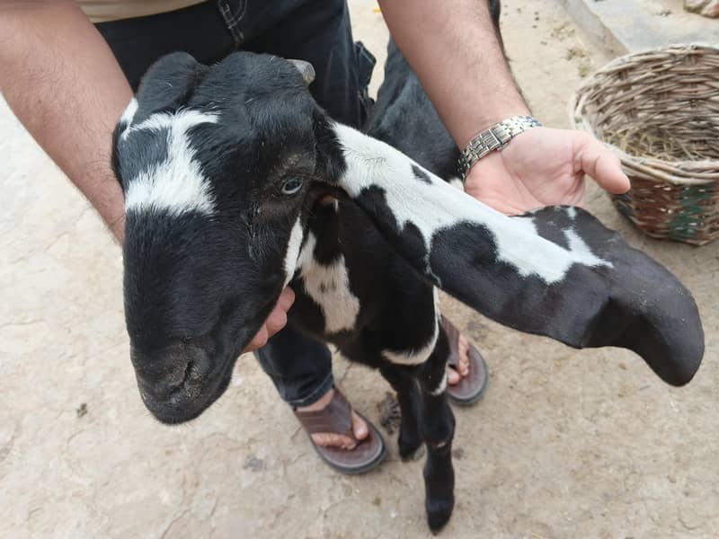 bakri 3