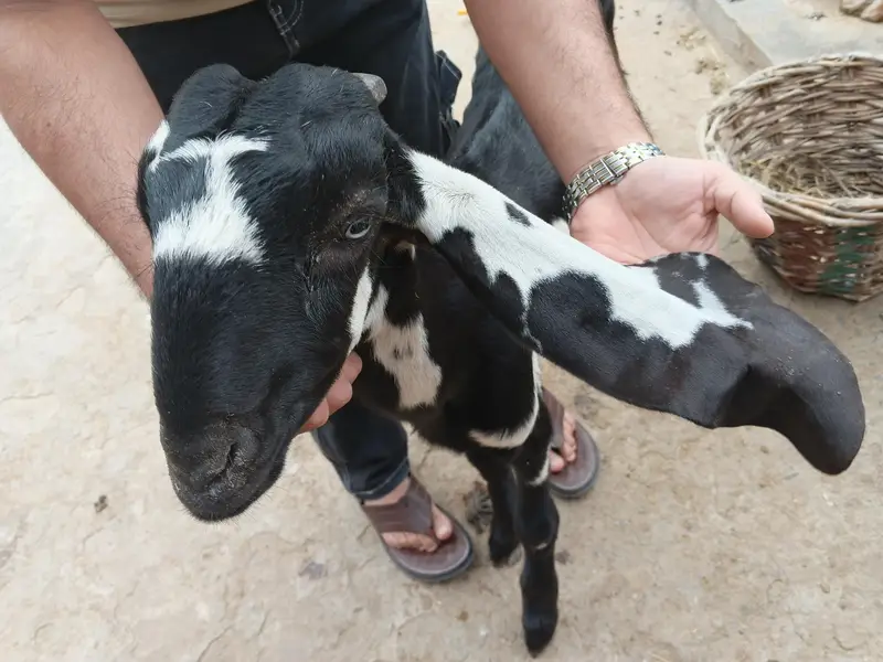bakri — photo 4