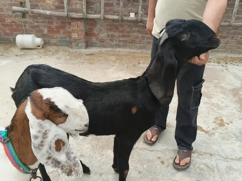 bakri — photo 6