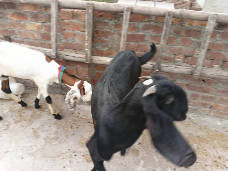 bakri 6