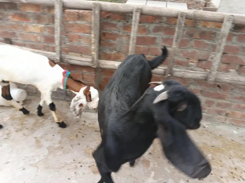 bakri — photo 7