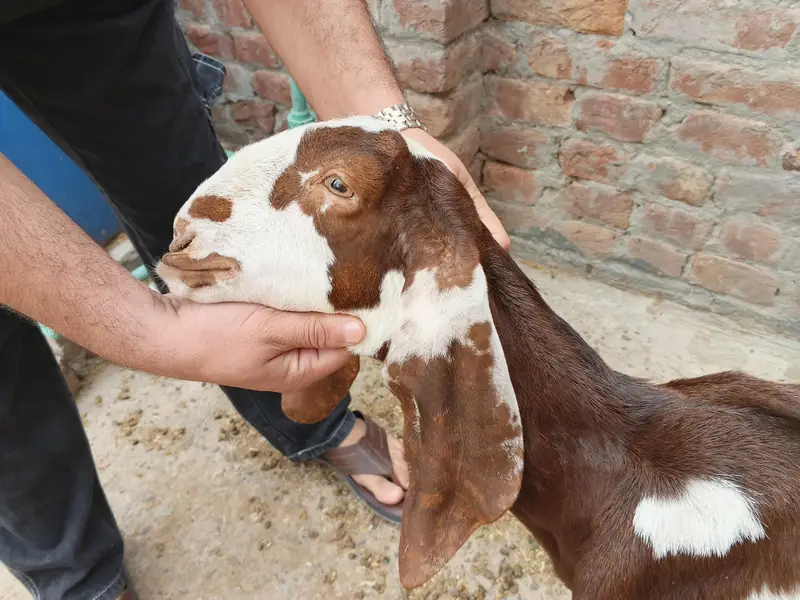 bakri — photo 8
