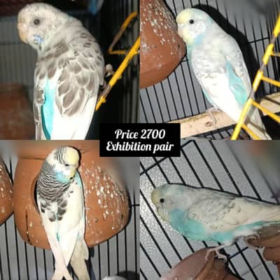 love birds and Buggies pairs for sale