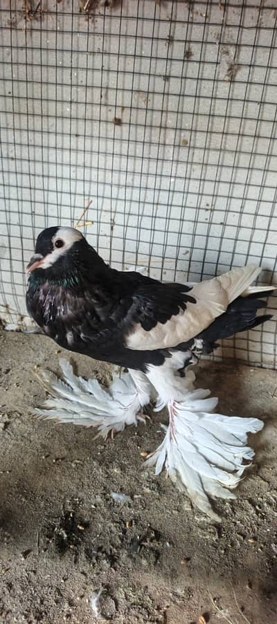 Title: Pigeons for Sale – Healthy and Beautiful Pair
