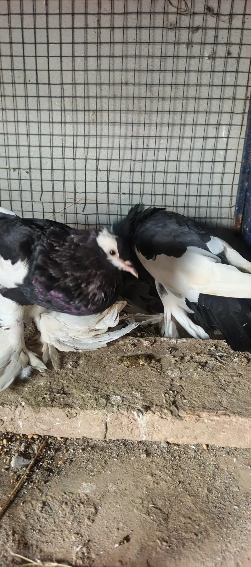 Title: Pigeons for Sale – Healthy and Beautiful Pair — photo 2