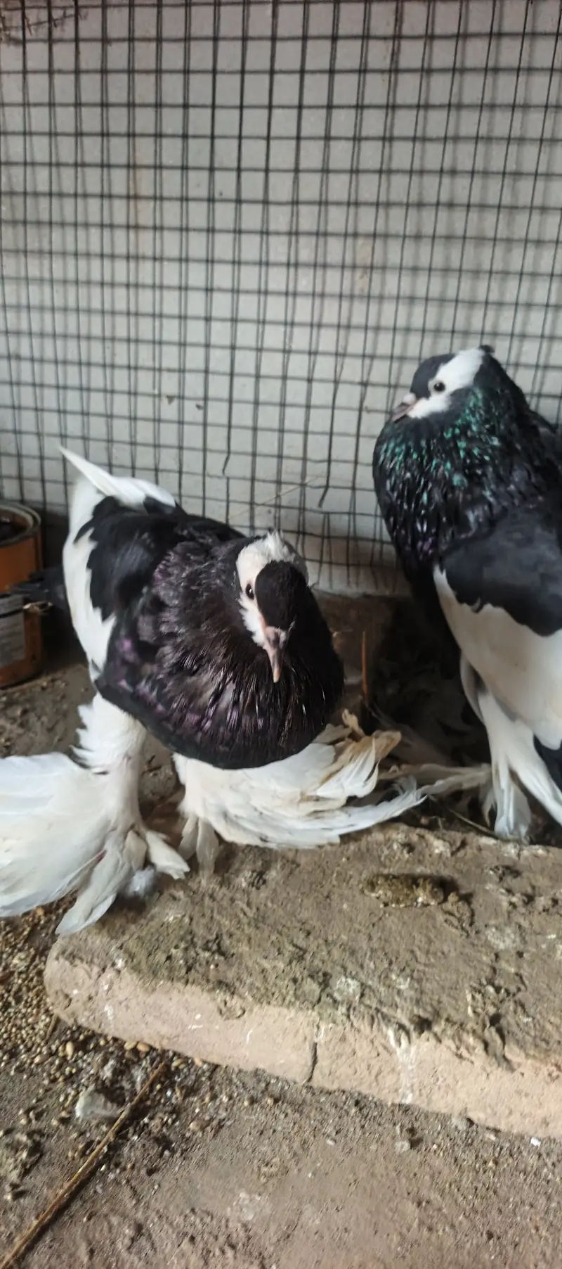 Title: Pigeons for Sale – Healthy and Beautiful Pair — photo 3