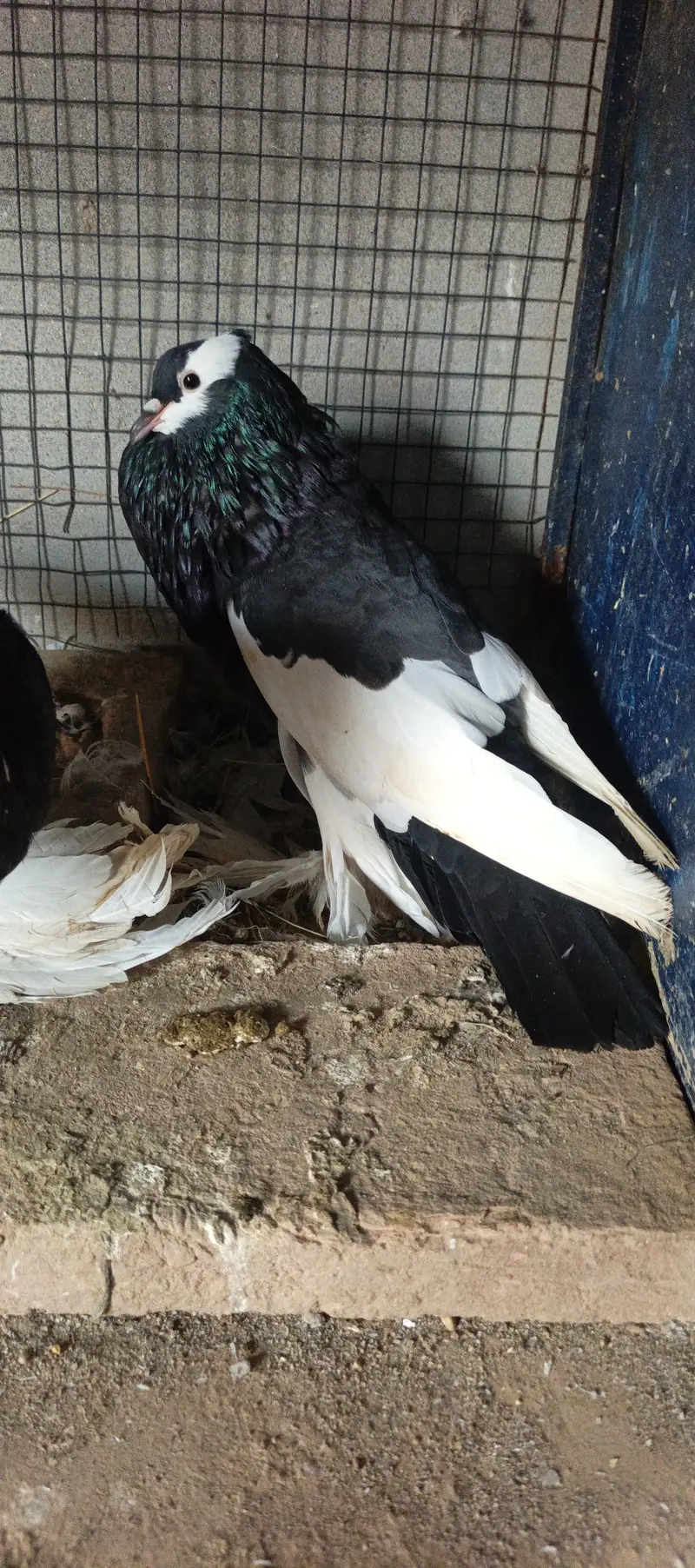 Title: Pigeons for Sale – Healthy and Beautiful Pair — photo 4