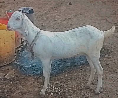 7 month female goat